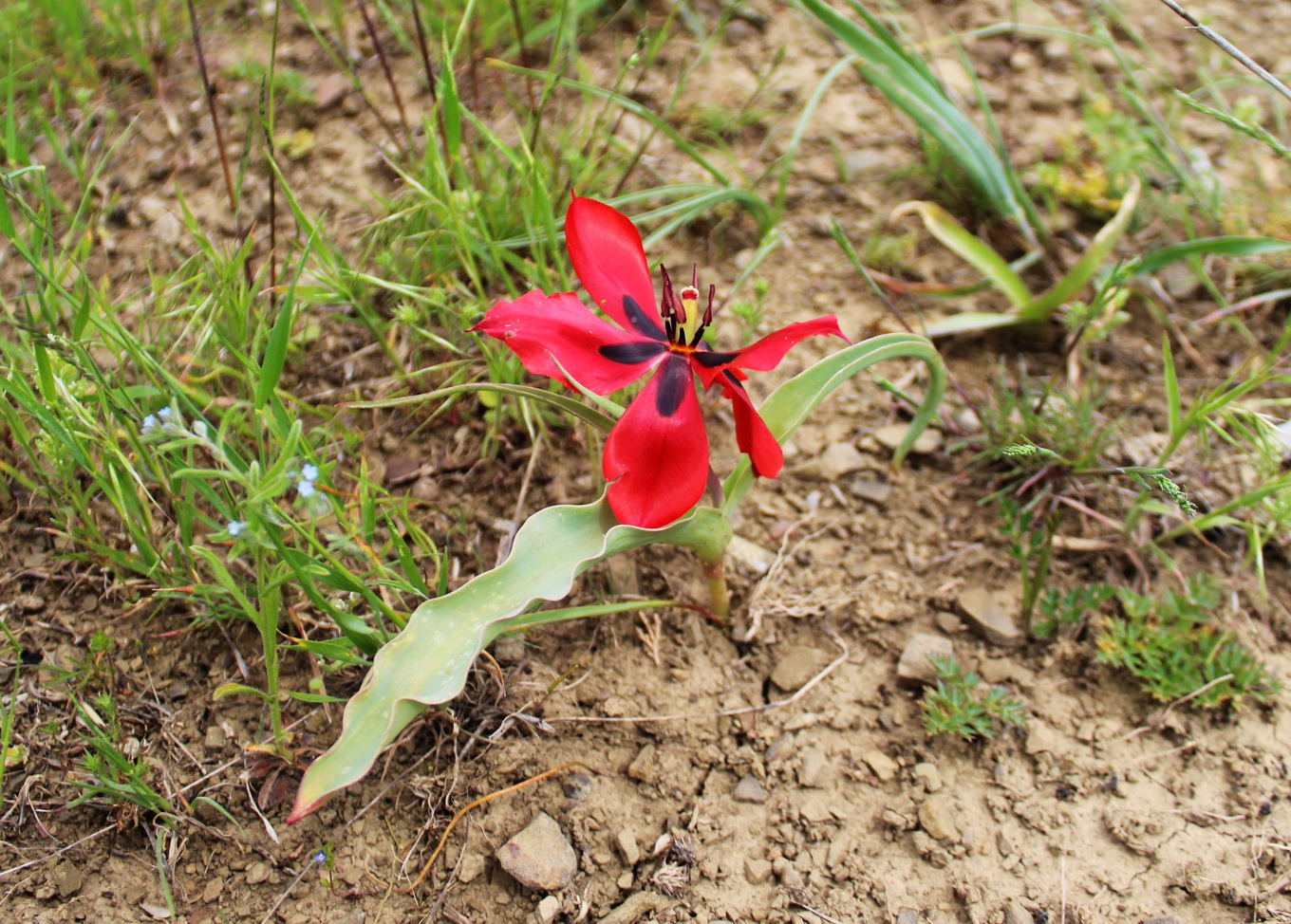 Изображение особи род Tulipa.