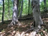 Fagus orientalis. Нижний ярус букового леса. Краснодарский край, Адлерский р-н, окр. пос. Красная Поляна. 30.05.2007.