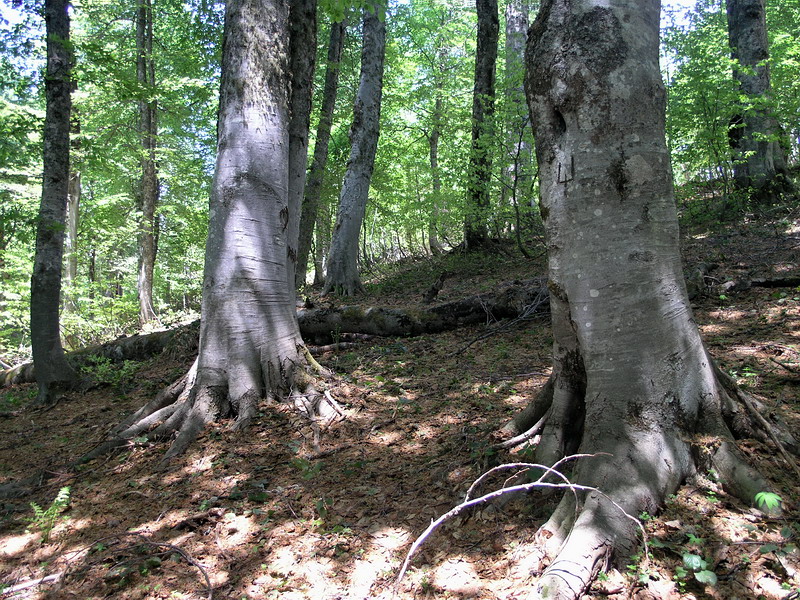 Изображение особи Fagus orientalis.