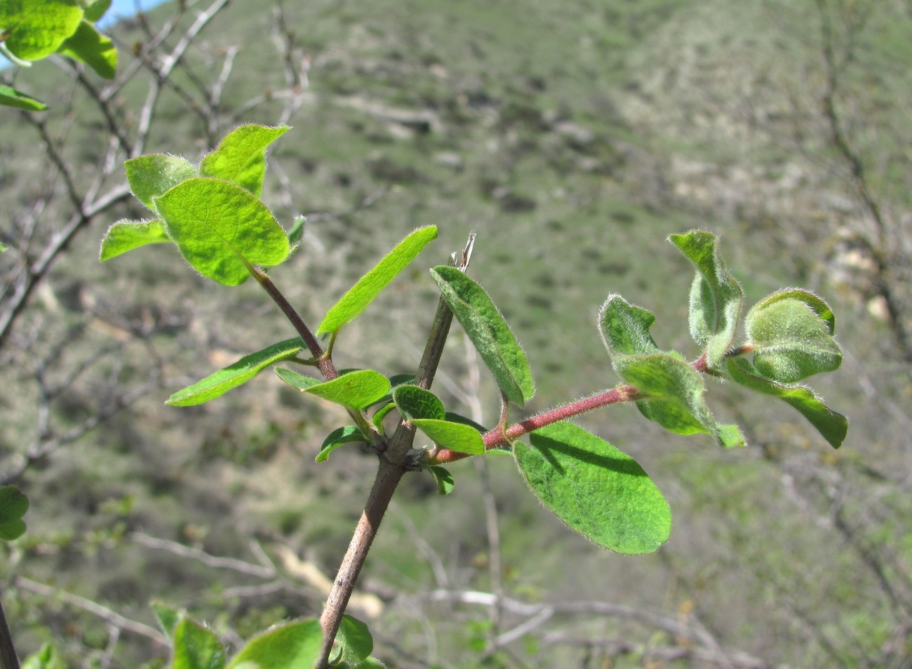 Image of Lonicera iberica specimen.