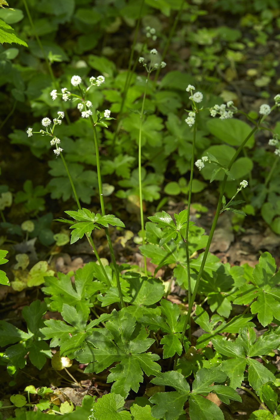 Изображение особи Sanicula europaea.