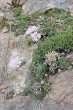 Lomelosia crenata