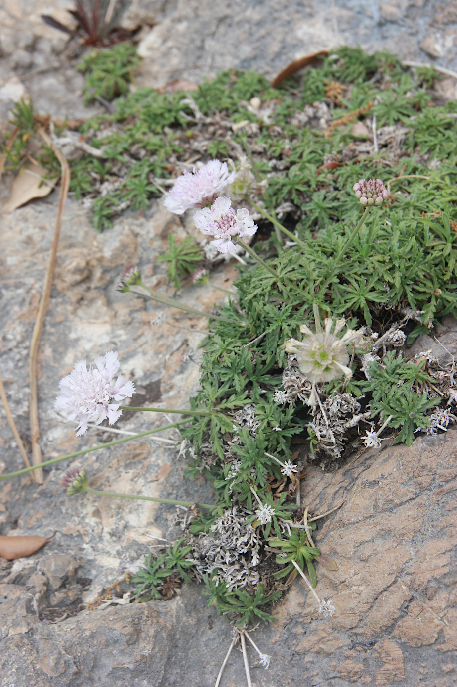 Image of Lomelosia crenata specimen.