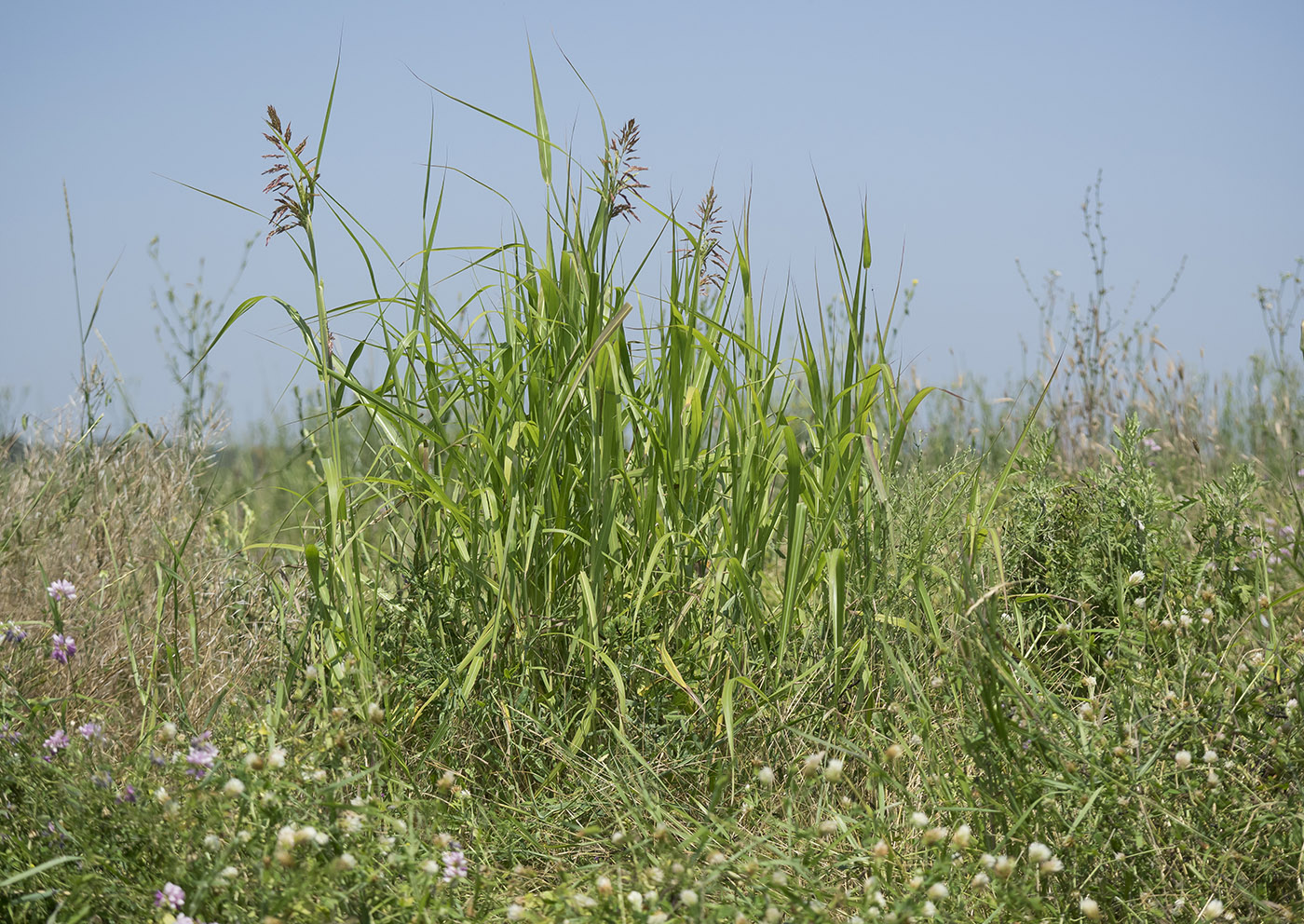 Изображение особи Sorghum halepense.