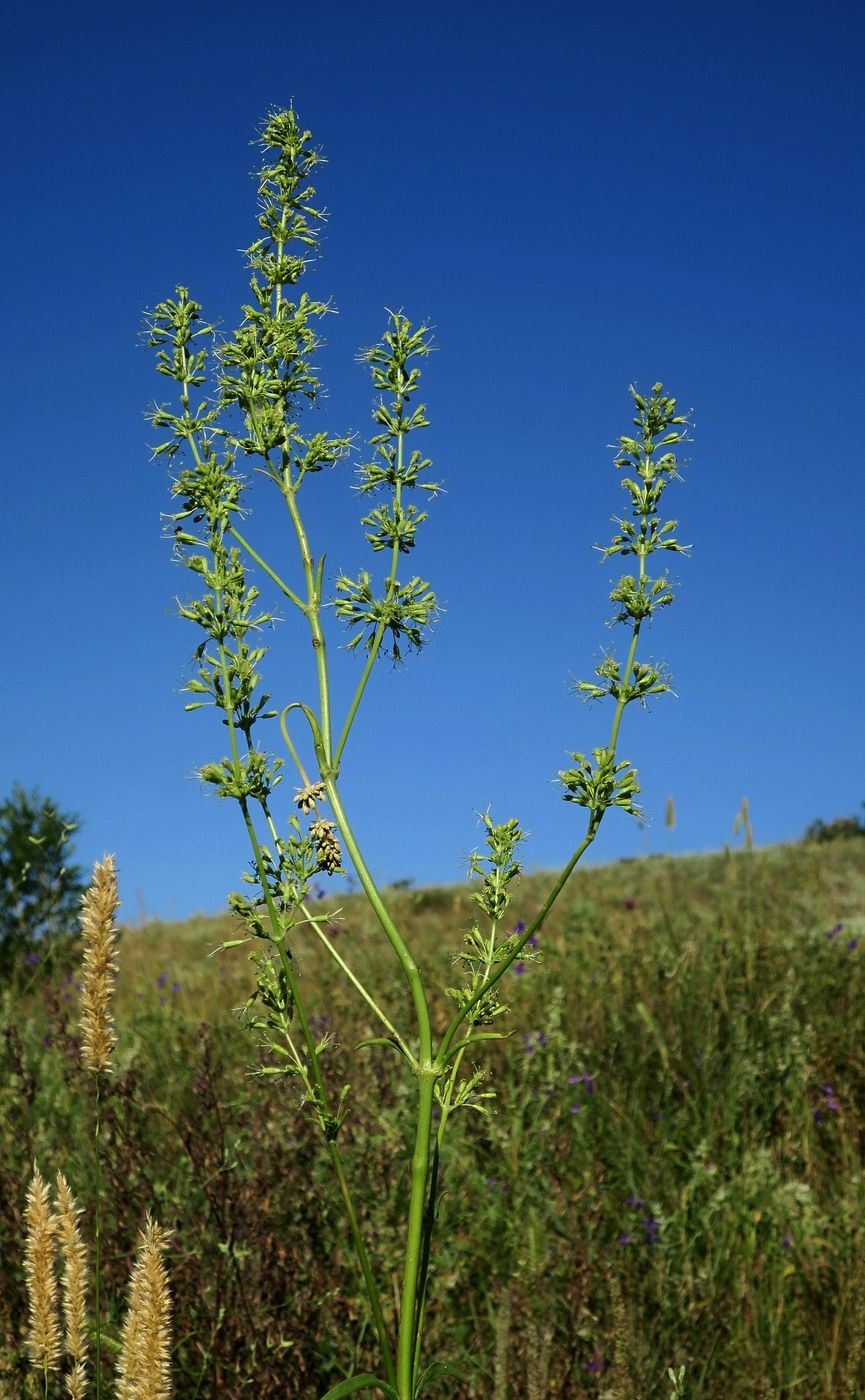 Image of Silene donetzica specimen.