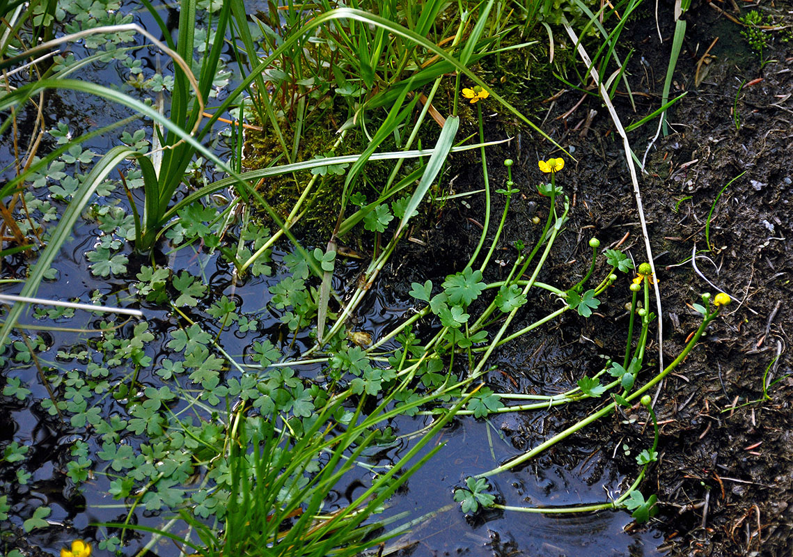 Image of Ranunculus radicans specimen.