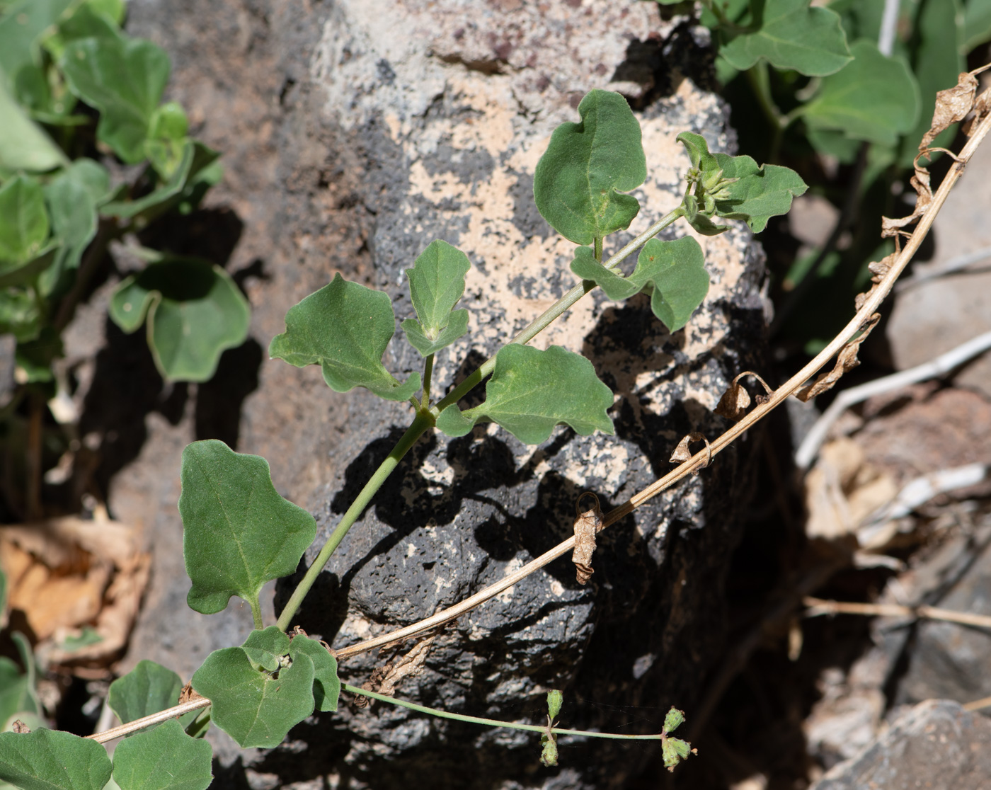 Image of Commicarpus helenae specimen.