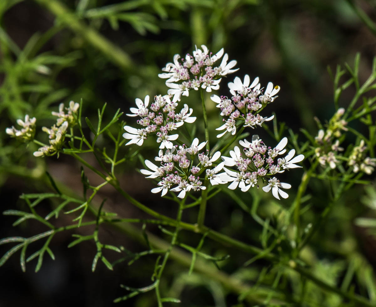 Image of Coriandrum sativum specimen.