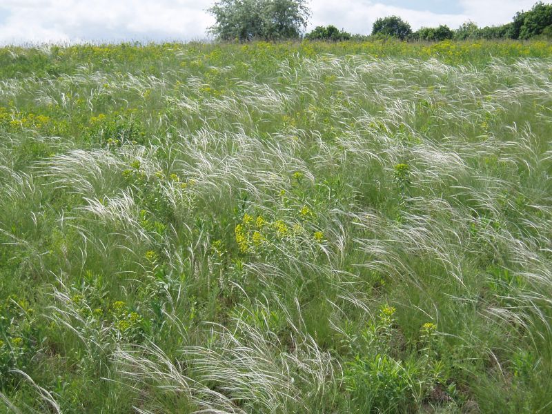 Изображение особи Stipa lessingiana.