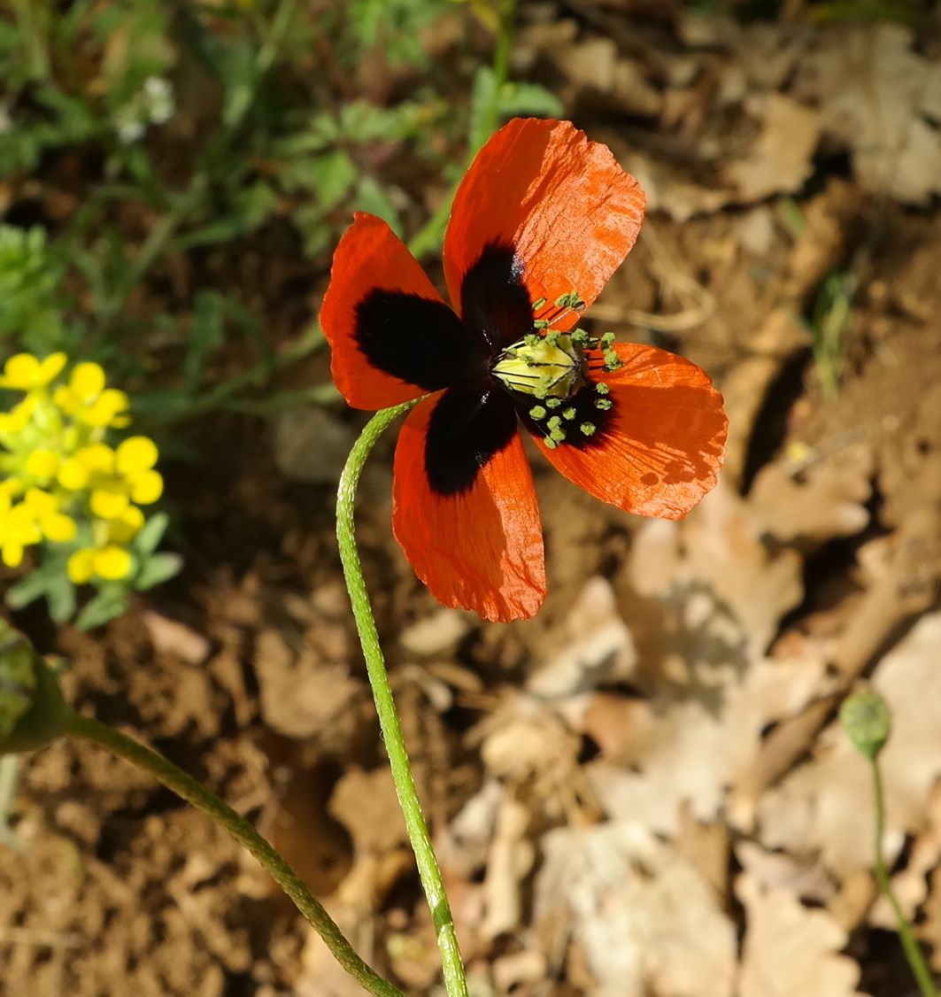 Image of Papaver stevenianum specimen.