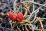 genus Ephedra. Шишкоягоды. Иркутская обл., Ольхонский р-н, окр. с. Сахюрта, Тутайский залив оз. Байкал, береговой склон, степь. 13.07.2019.
