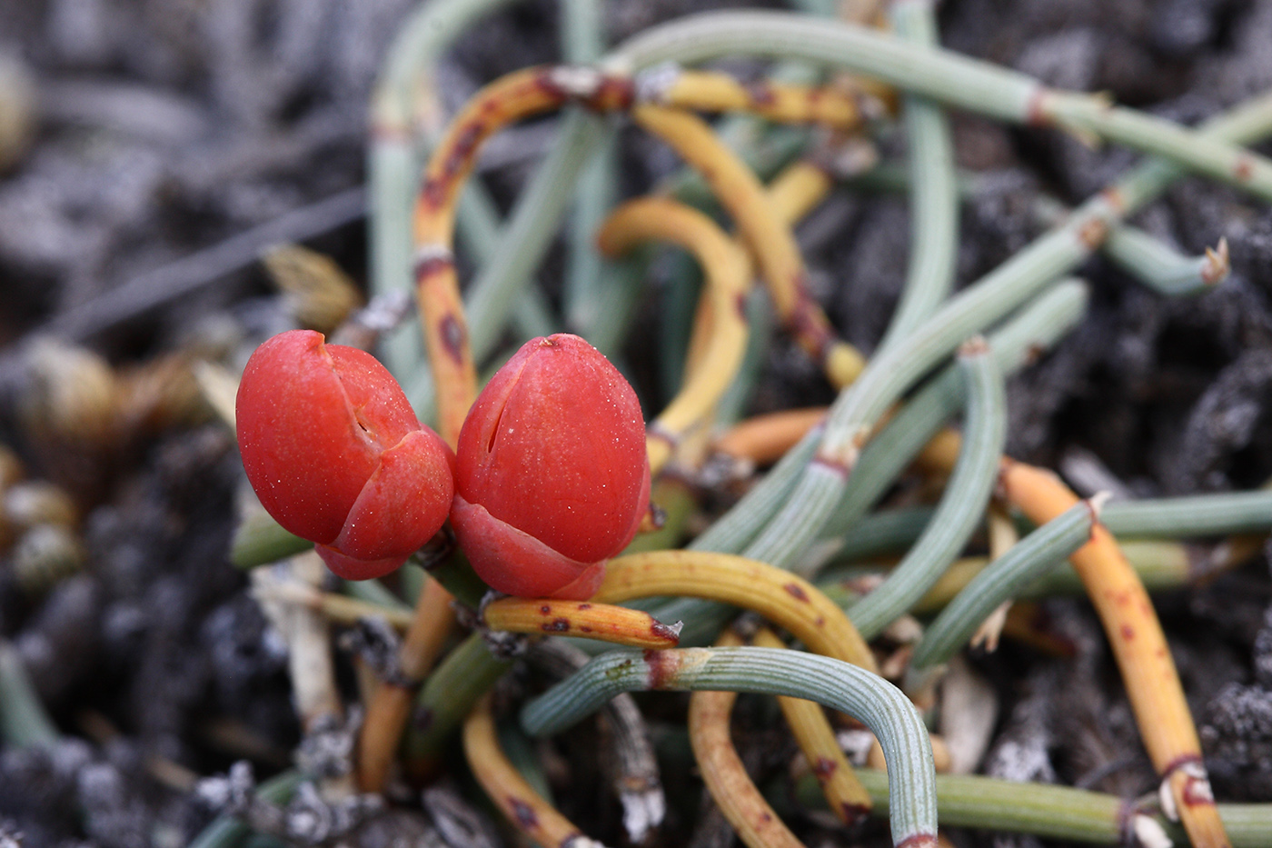 Image of genus Ephedra specimen.