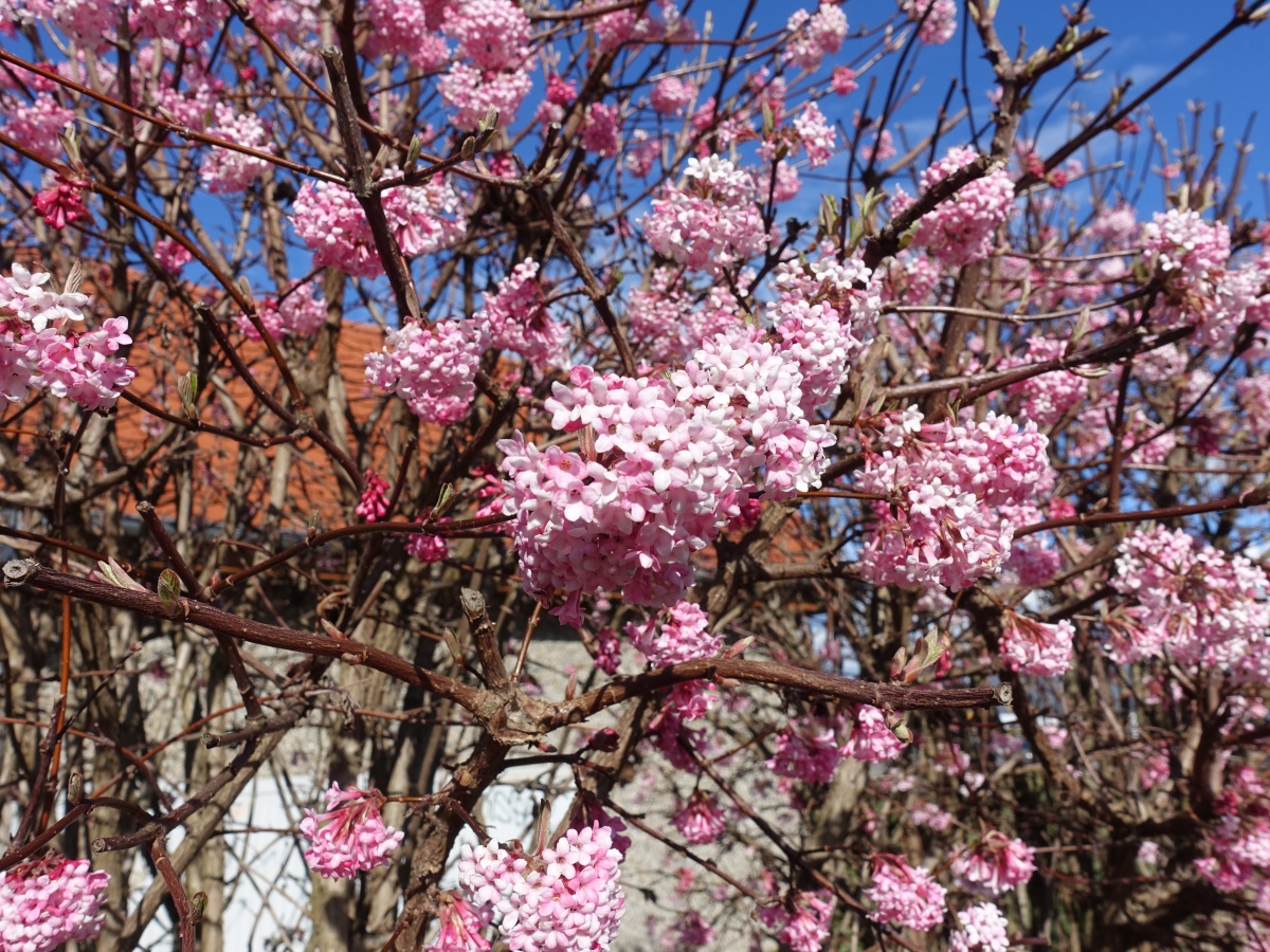 Image of Viburnum &times; bodnantense specimen.