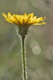 Crepis rhoeadifolia. Верхушка побега с соцветием. Ростовская обл., Мясниковский р-н, Чулекская балка, степной каменистый склон. 20.07.2019.