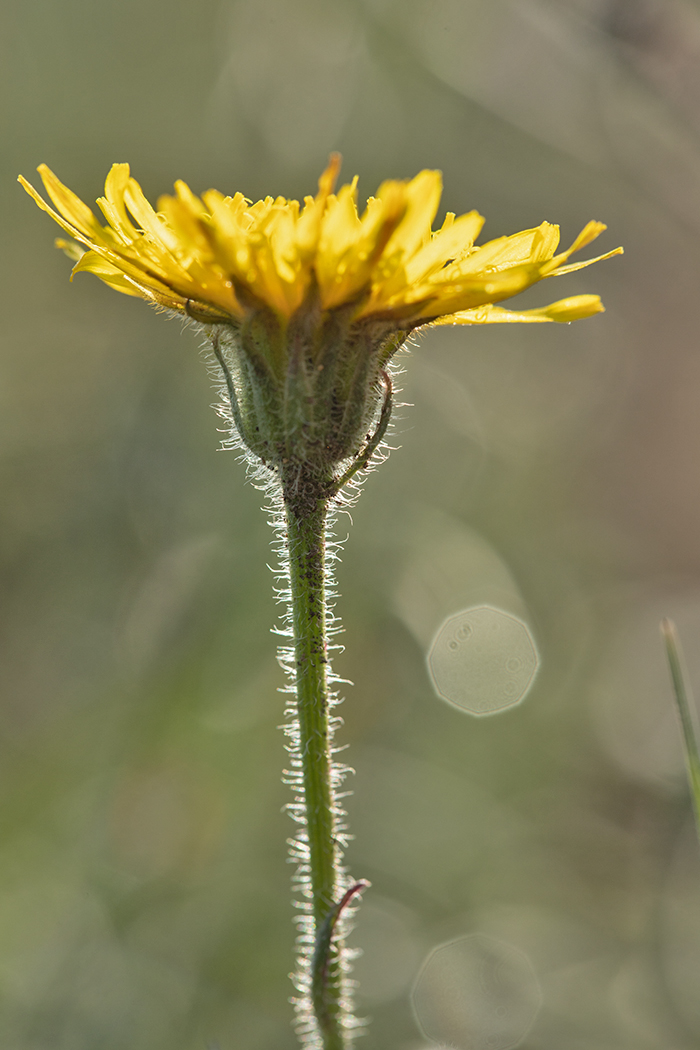 Изображение особи Crepis rhoeadifolia.