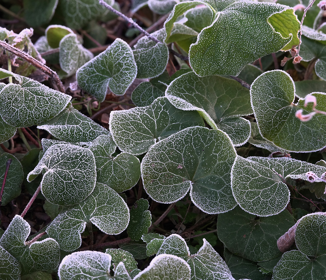 Image of Asarum europaeum specimen.