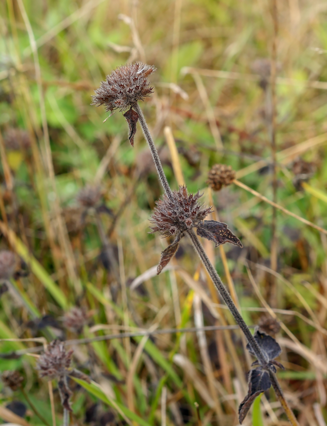 Image of Clinopodium vulgare specimen.