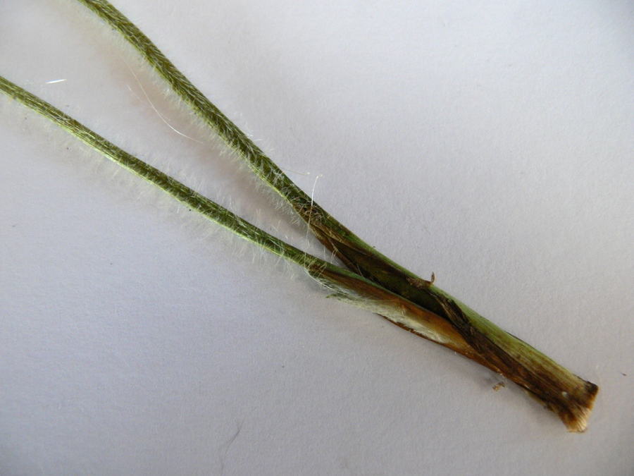 Image of Ranunculus repens specimen.
