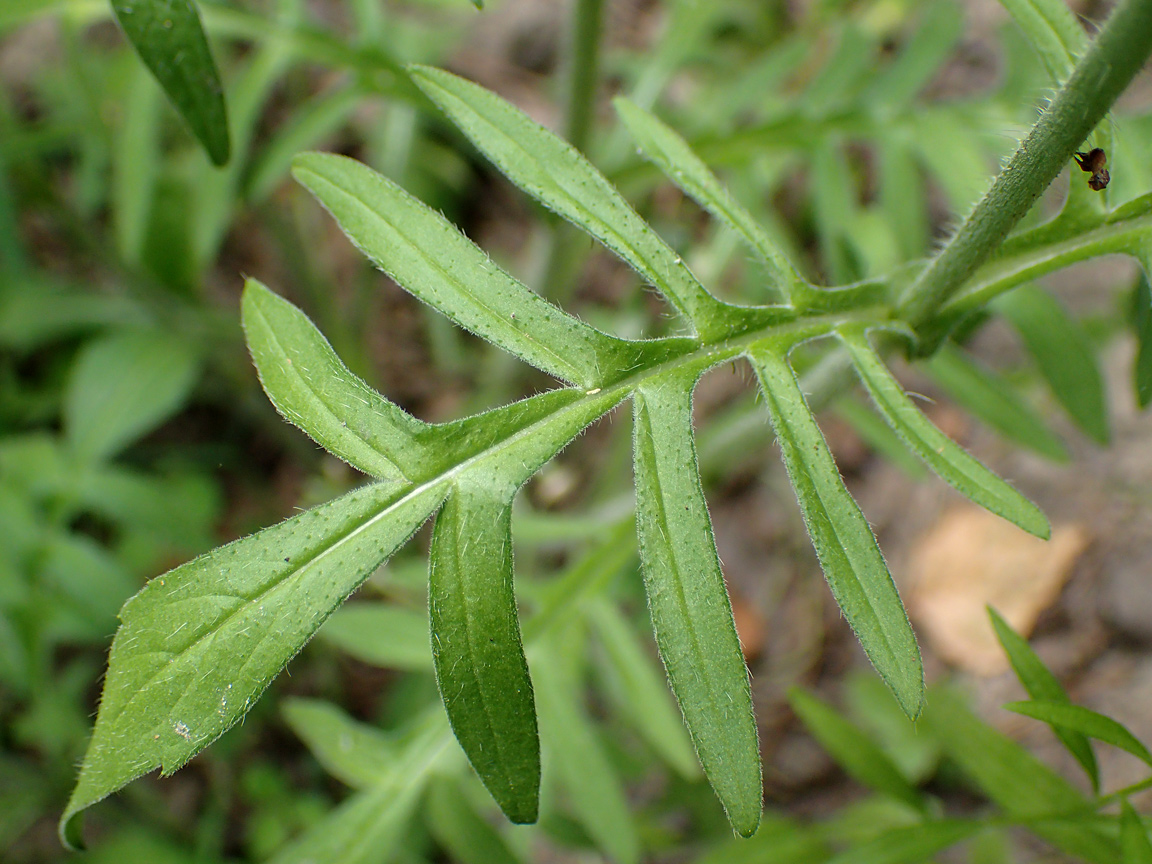 Image of Knautia arvensis specimen.