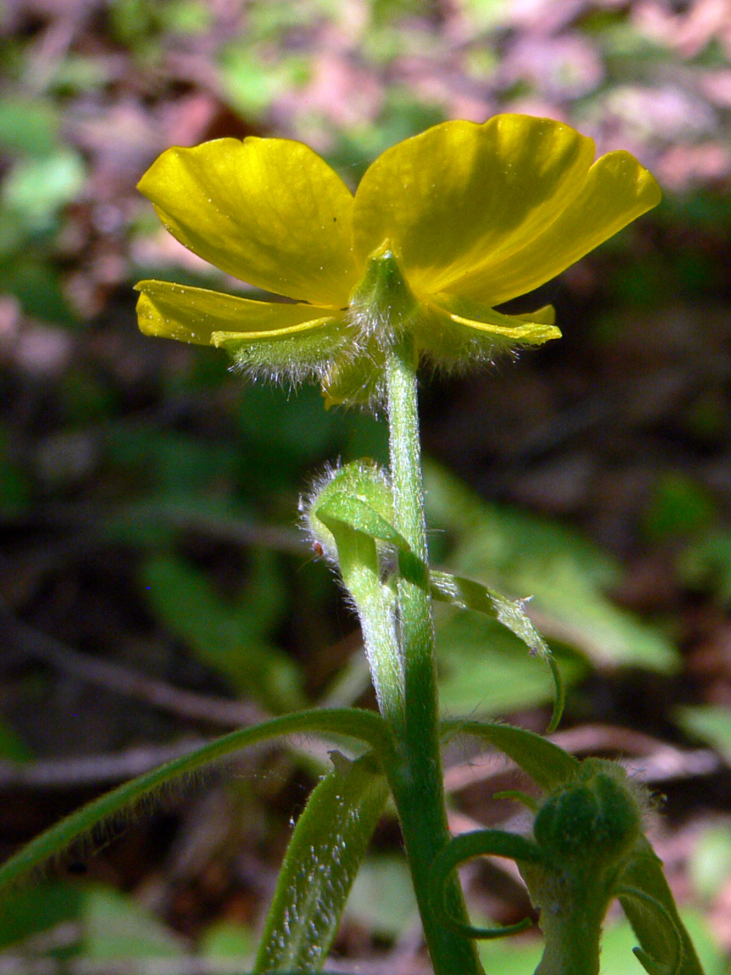 Image of Ranunculus subborealis specimen.