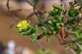Delosperma echinatum