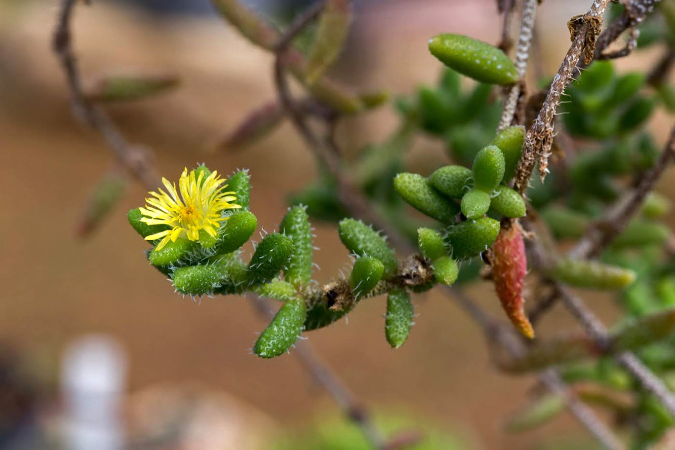 Изображение особи Delosperma echinatum.