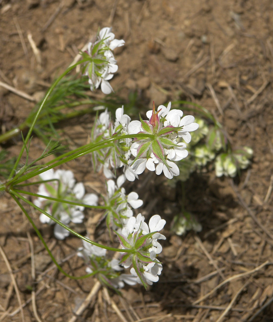 Изображение особи Chaerophyllum crinitum.