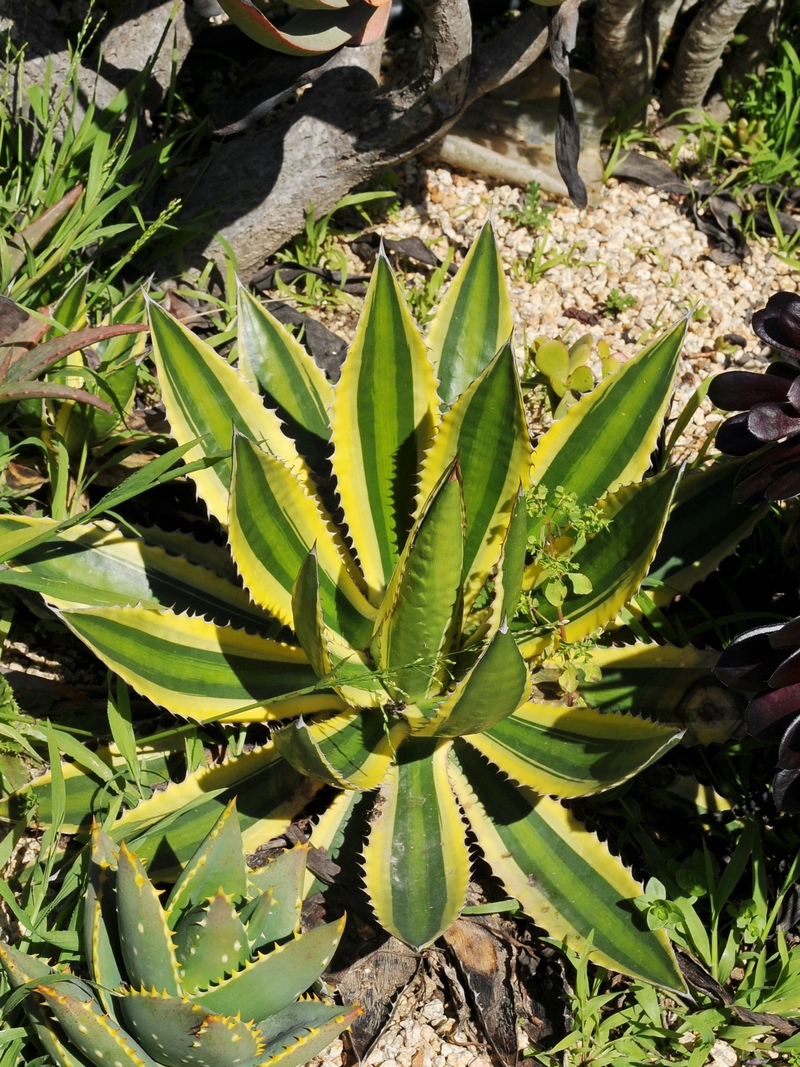 Image of Agave univittata specimen.