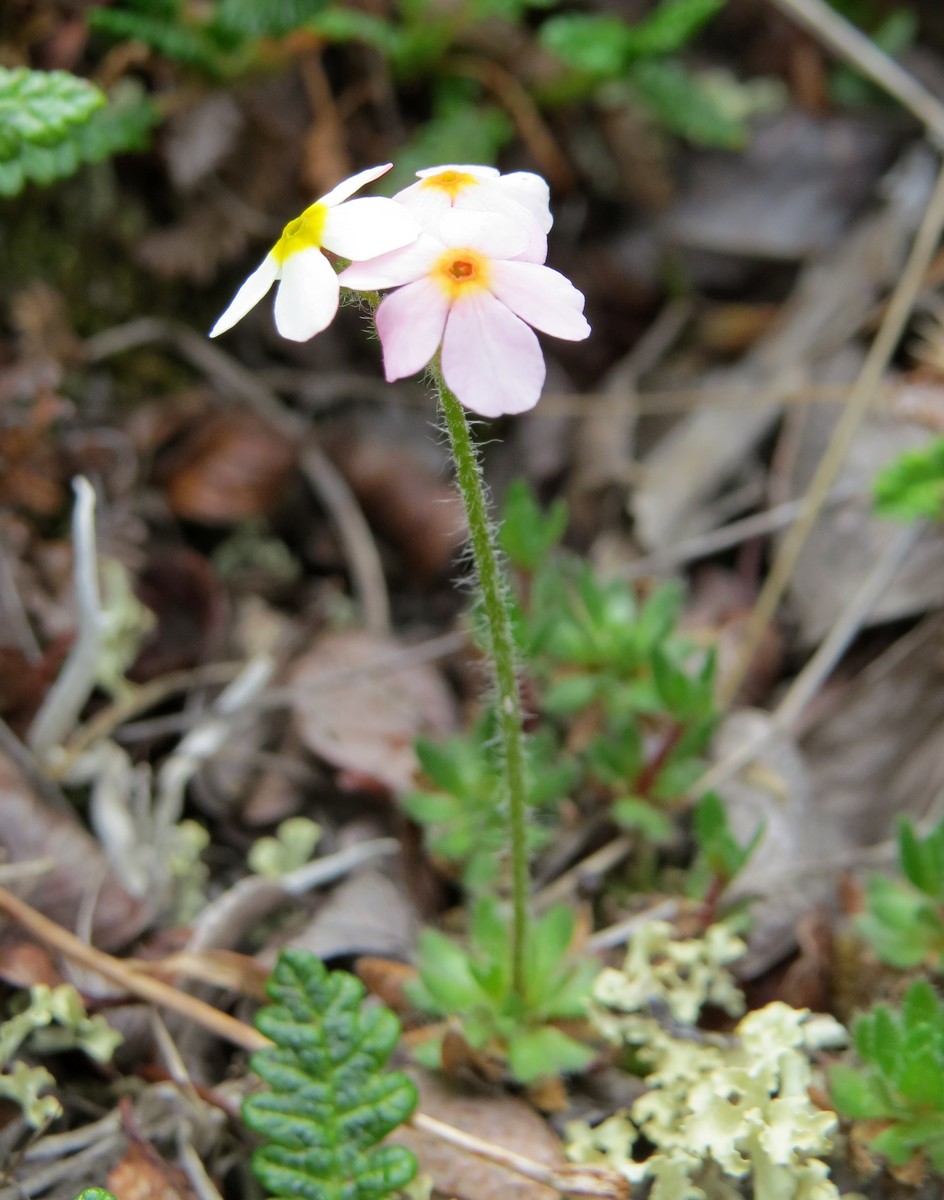 Изображение особи Androsace arctisibirica.