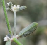 Alternanthera halimifolia