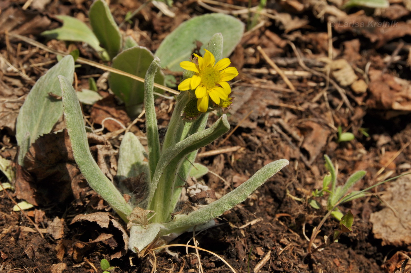 Изображение особи Tephroseris kirilowii.