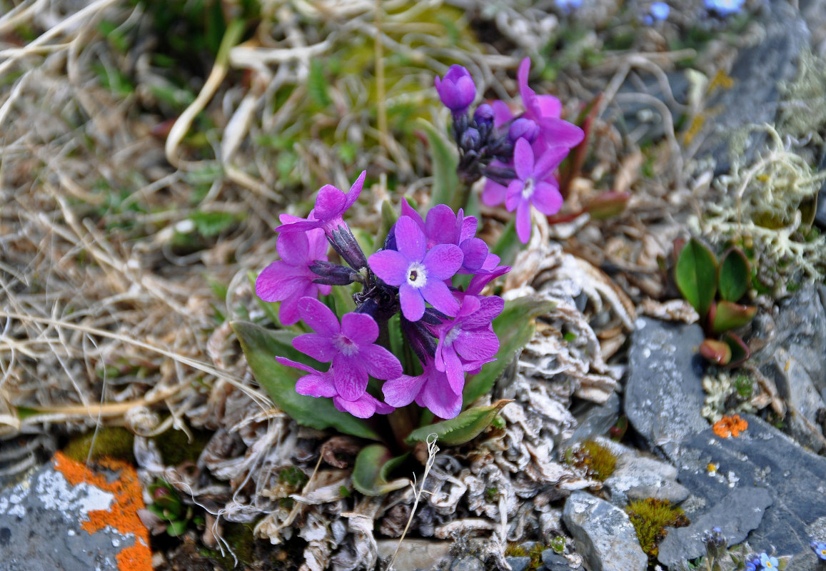 Изображение особи Primula nivalis.