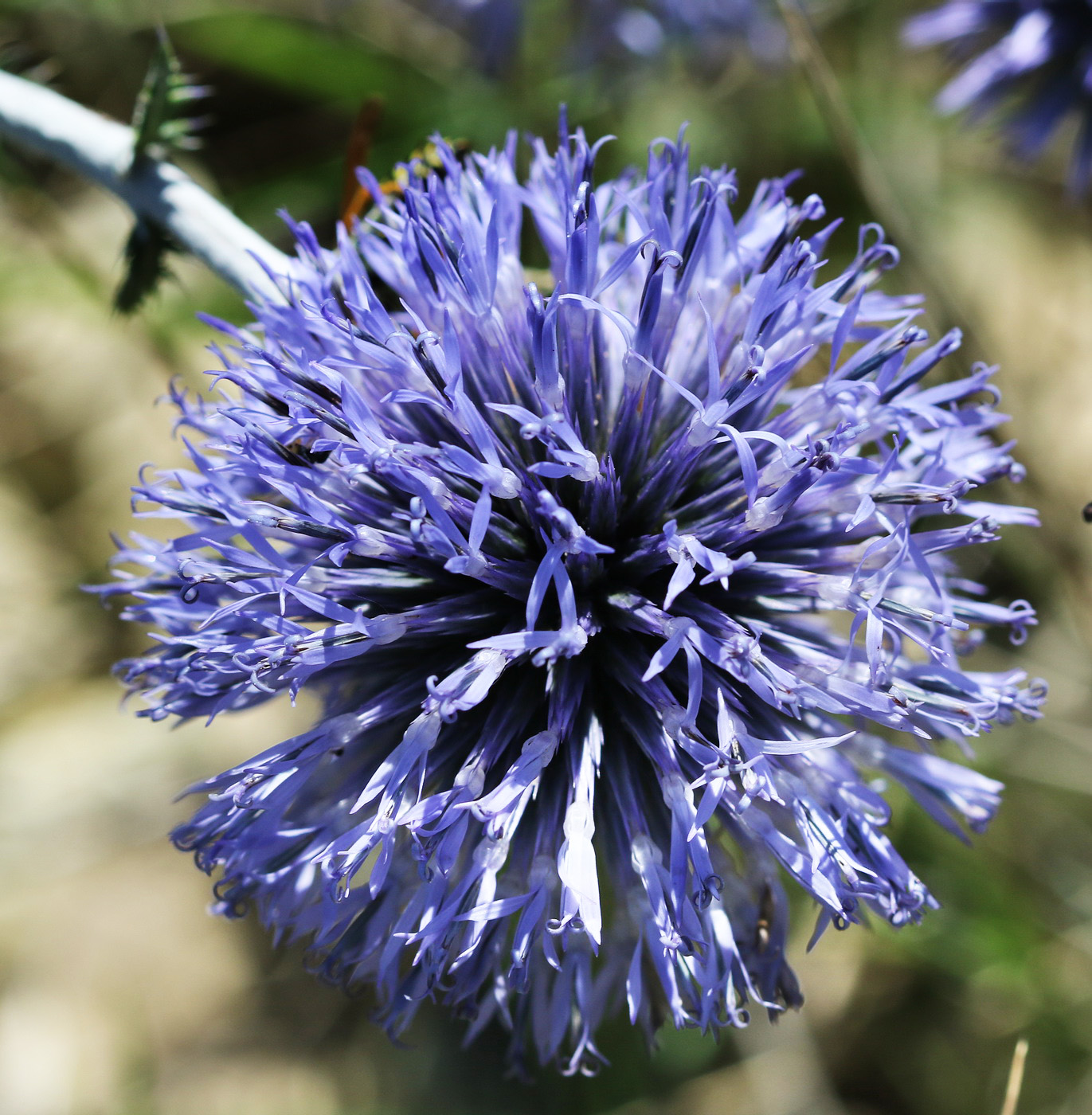 Image of Echinops biebersteinii specimen.