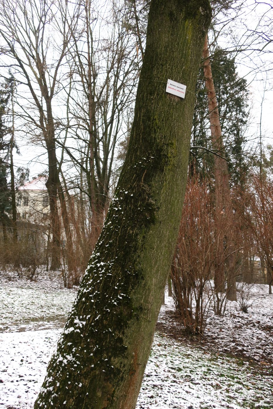 Изображение особи Ailanthus altissima.