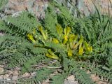 Astragalus schanginianus