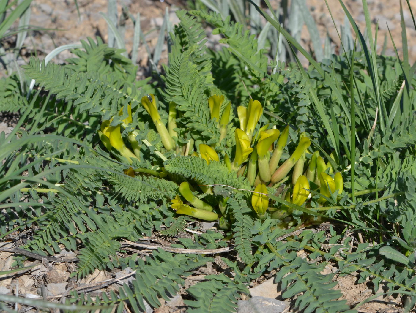 Изображение особи Astragalus schanginianus.