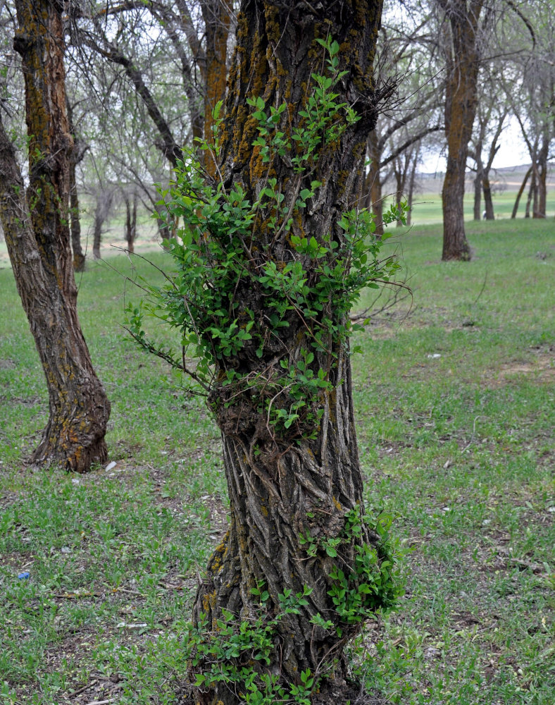 Image of Ulmus pumila specimen.