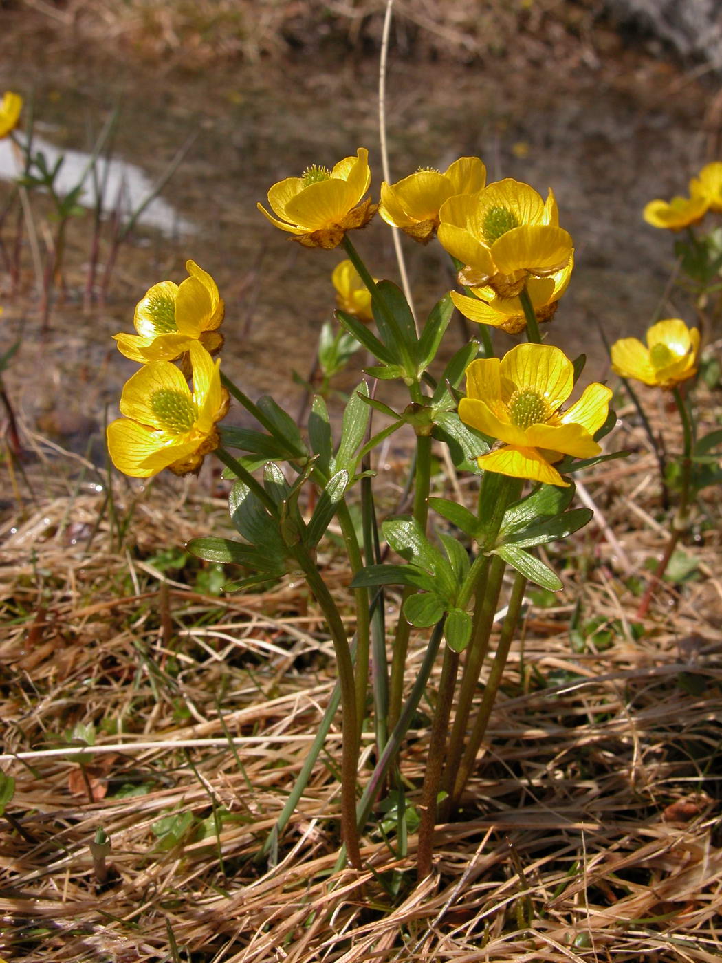 Изображение особи Ranunculus nivalis.