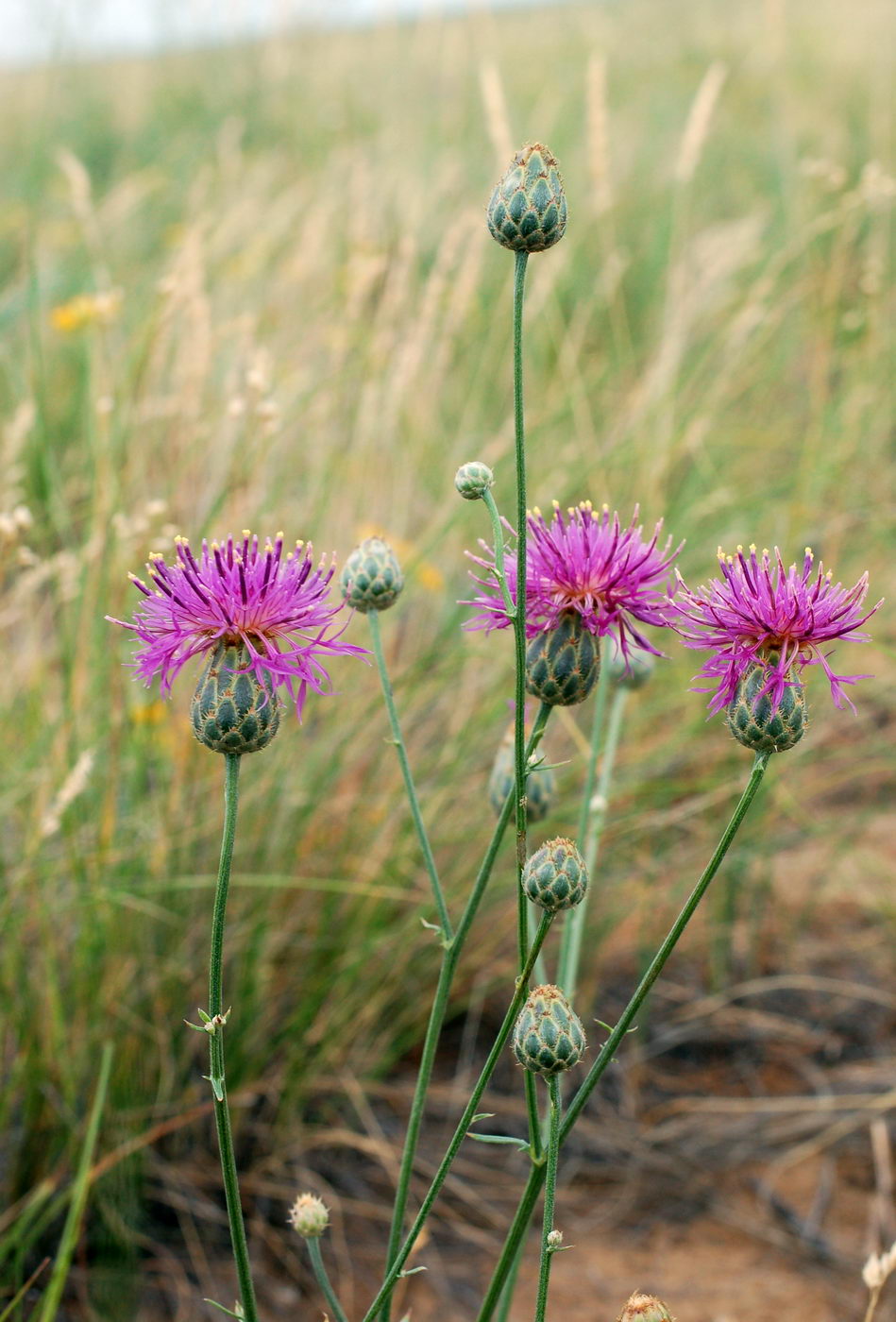 Изображение особи Centaurea adpressa.