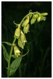Digitalis grandiflora