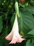 Brugmansia versicolor