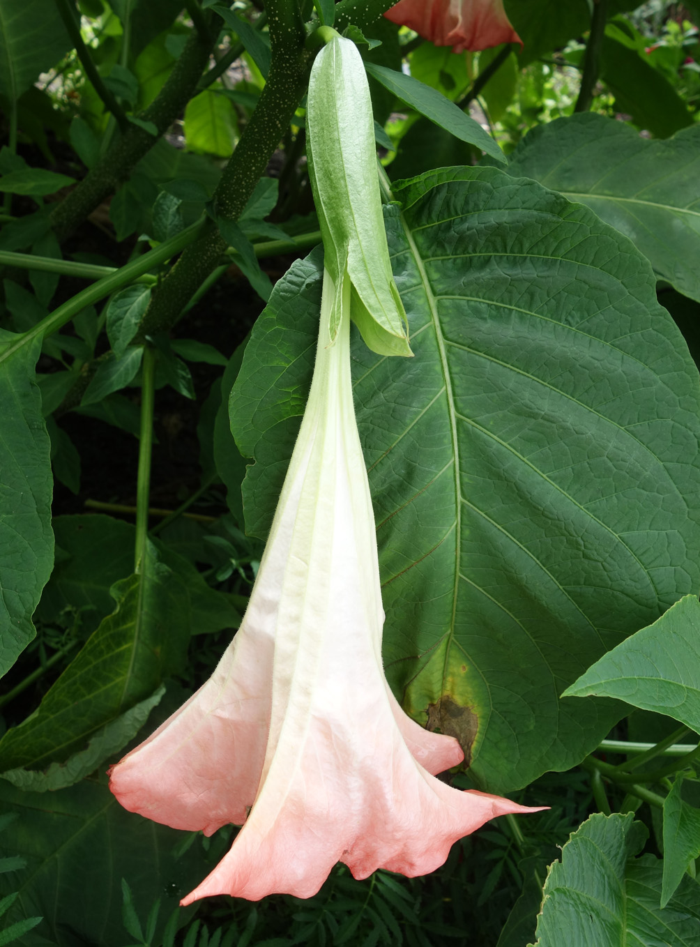 Изображение особи Brugmansia versicolor.