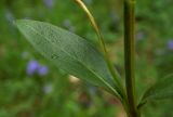 Vinca herbacea