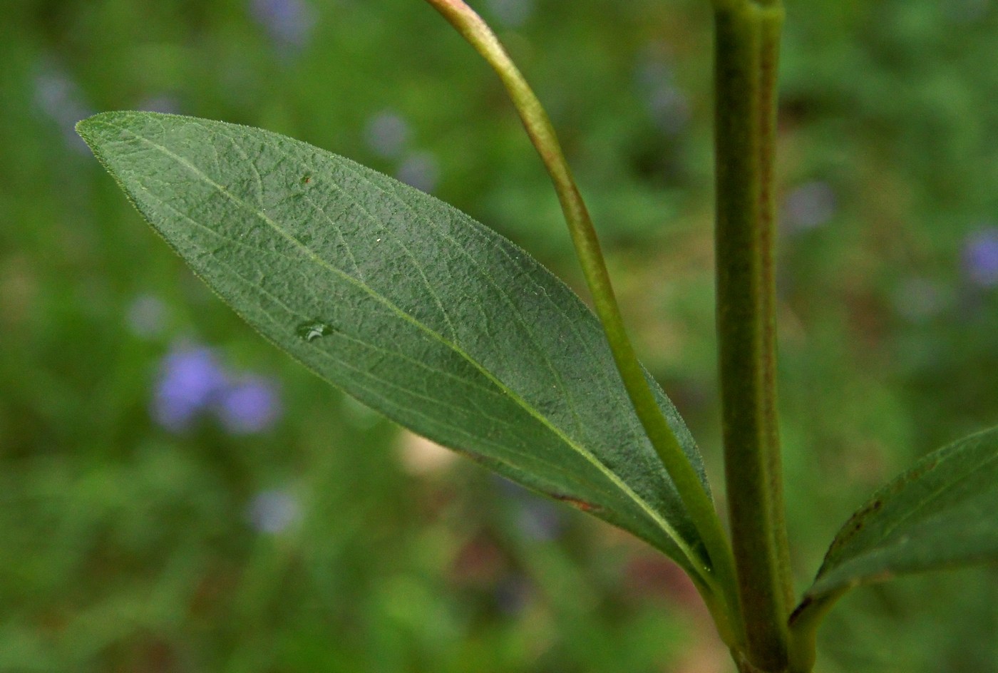 Изображение особи Vinca herbacea.