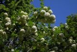 Viburnum opulus f. roseum