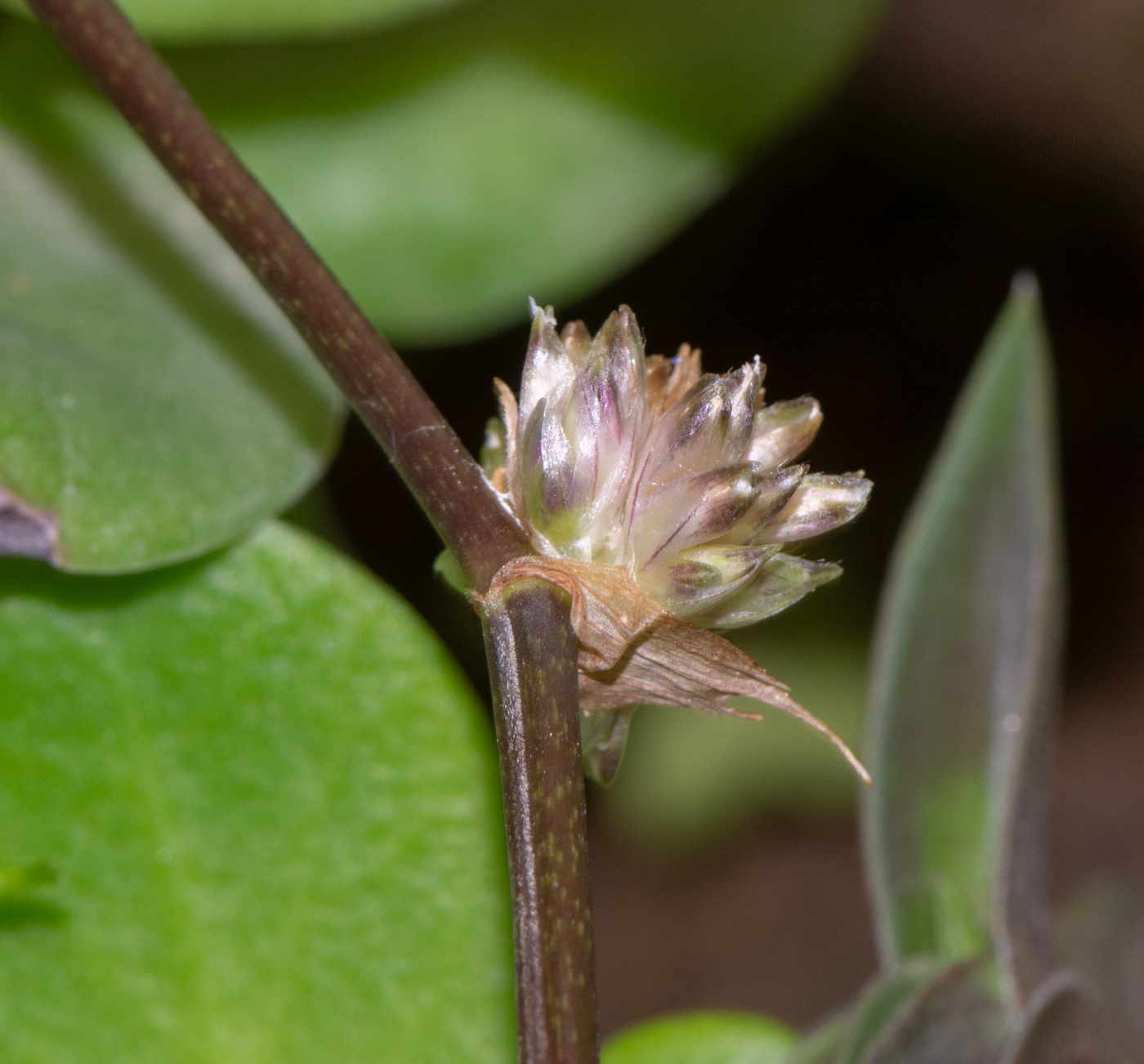 Изображение особи Callisia fragrans.