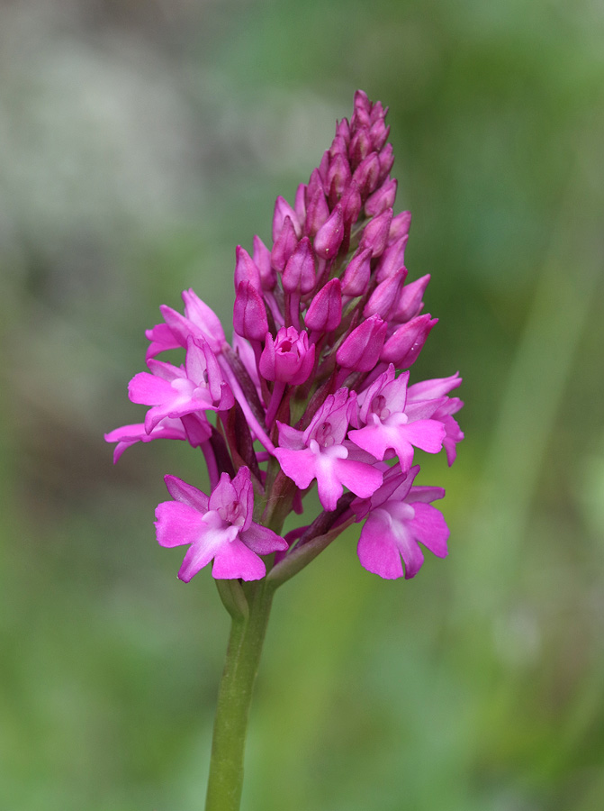 Изображение особи Anacamptis pyramidalis.