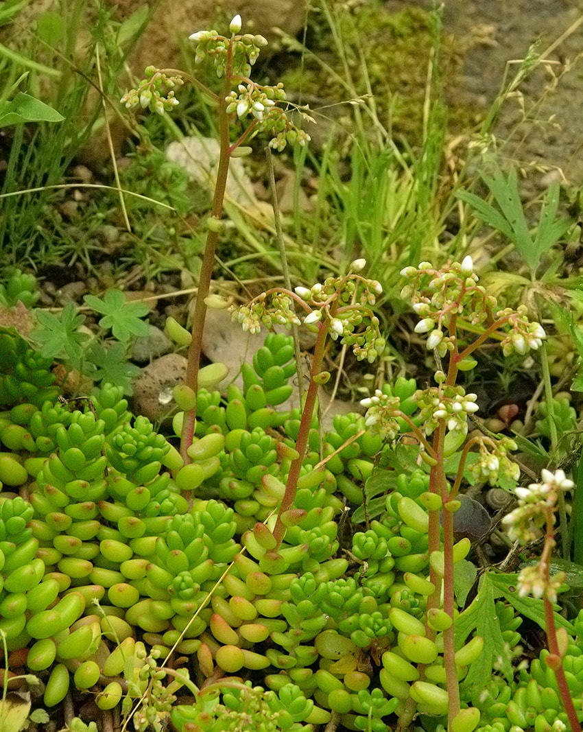 Image of Sedum album specimen.