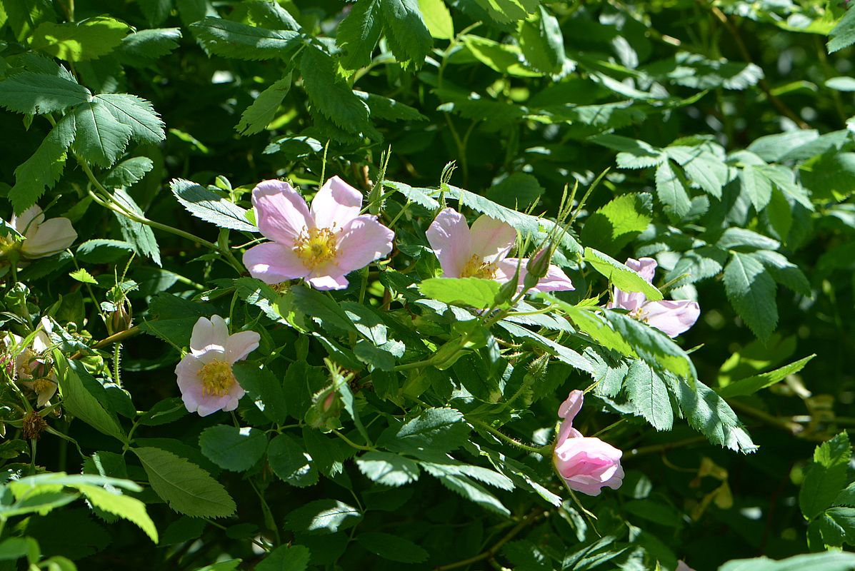 Изображение особи Rosa cinnamomea.