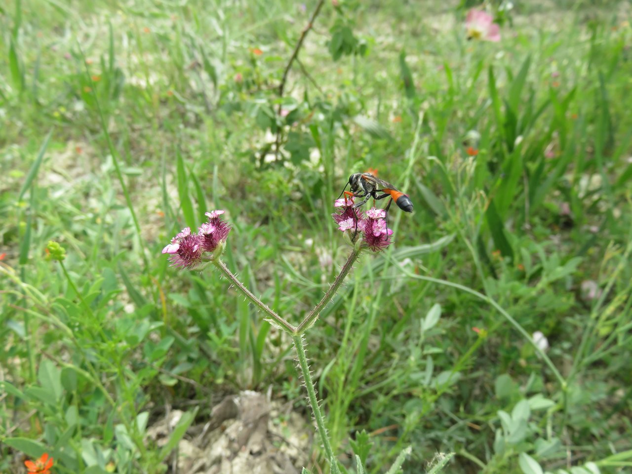 Image of Turgenia latifolia specimen.